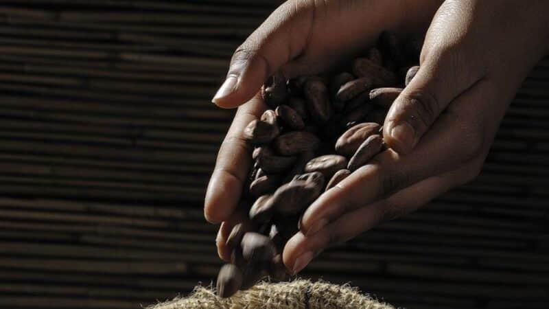 Sekret głębi smaku: Jak fermentacja ziaren kakaowca kształtuje Twoją ulubioną Czekoladę