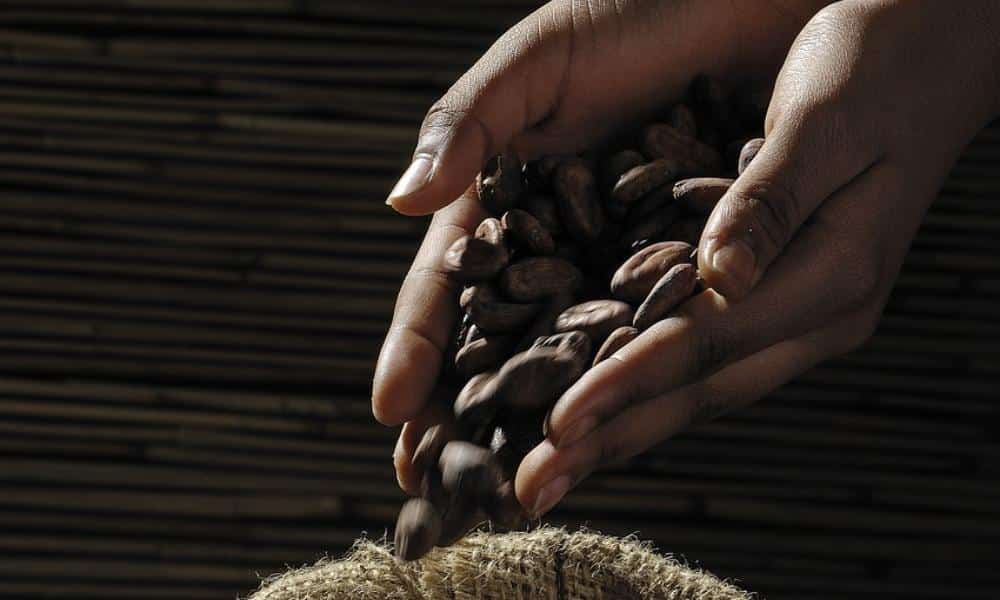 Sekret głębi smaku: Jak fermentacja ziaren kakaowca kształtuje Twoją ulubioną Czekoladę