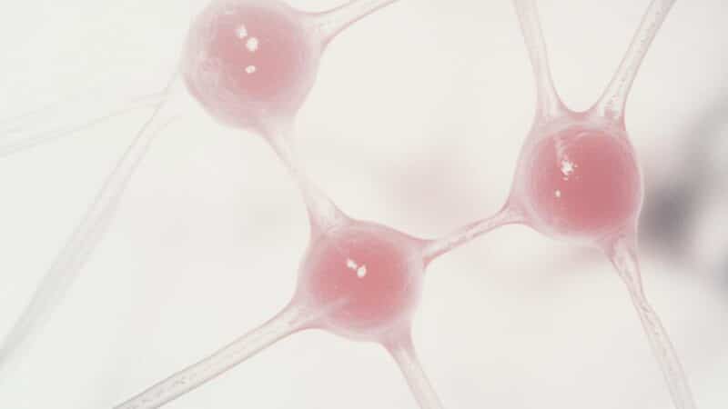 Odbudować umysł po udarze: kluczowa rola neuropsychologa w rehabilitacji